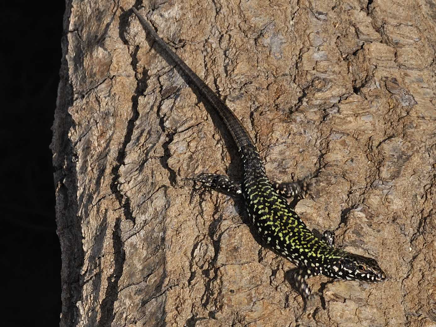 Lacertidae - Podarcis muralis